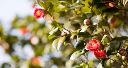 3 Benefits of Camellia Seed Oil - Three Ships
