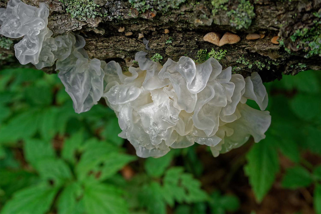 6 Reasons Why You Need Tremella Mushroom in Your Skin Care Routine - Three Ships