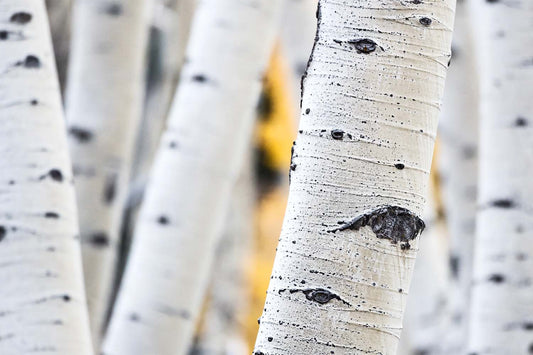 Your Complete Guide To Aspen Bark Extract - Three Ships